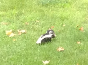 skunk lunch