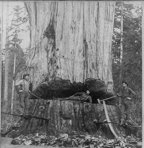 More books, more paper